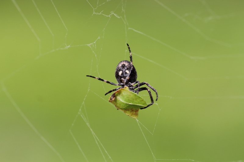 Aranaeidae da identificare